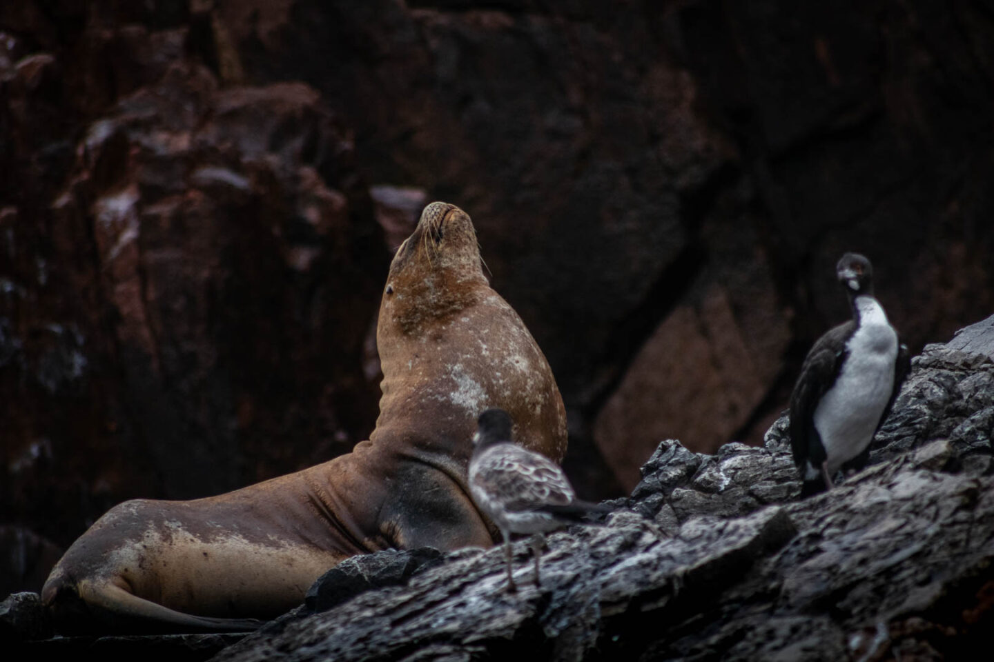 Sea lion on the Ballestas Islands