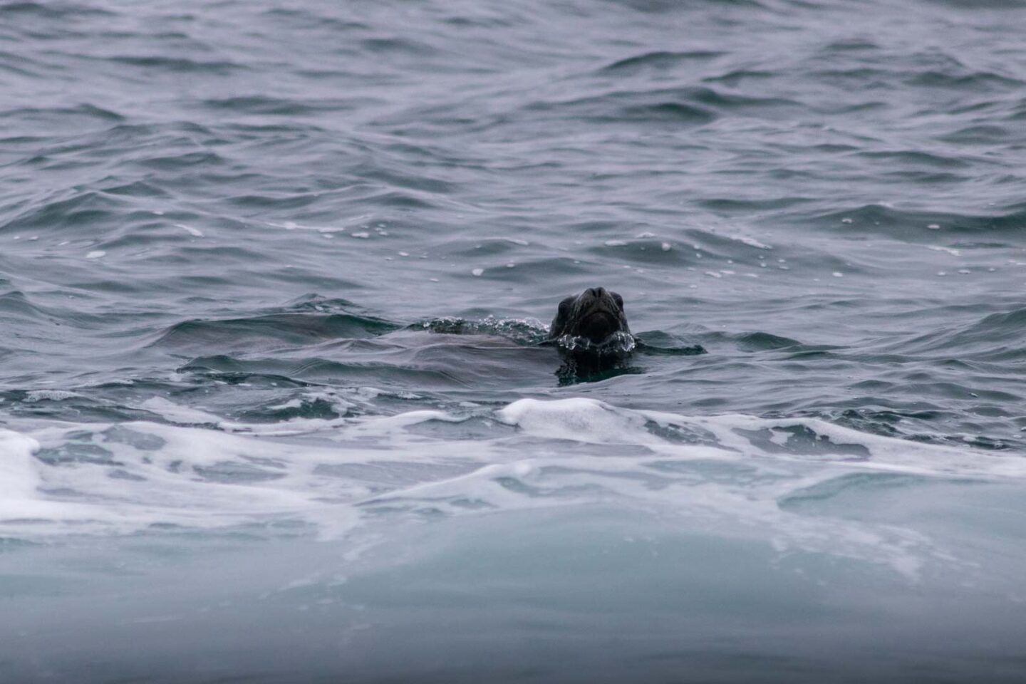 Sea lion in the sea near the Ballestas Islands
