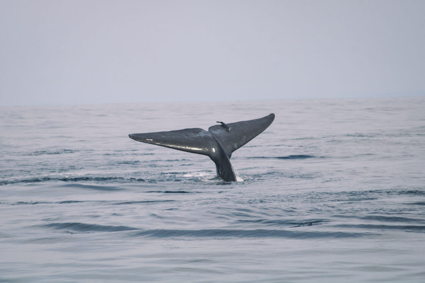 Blue Whale, whale watching in Mirissa