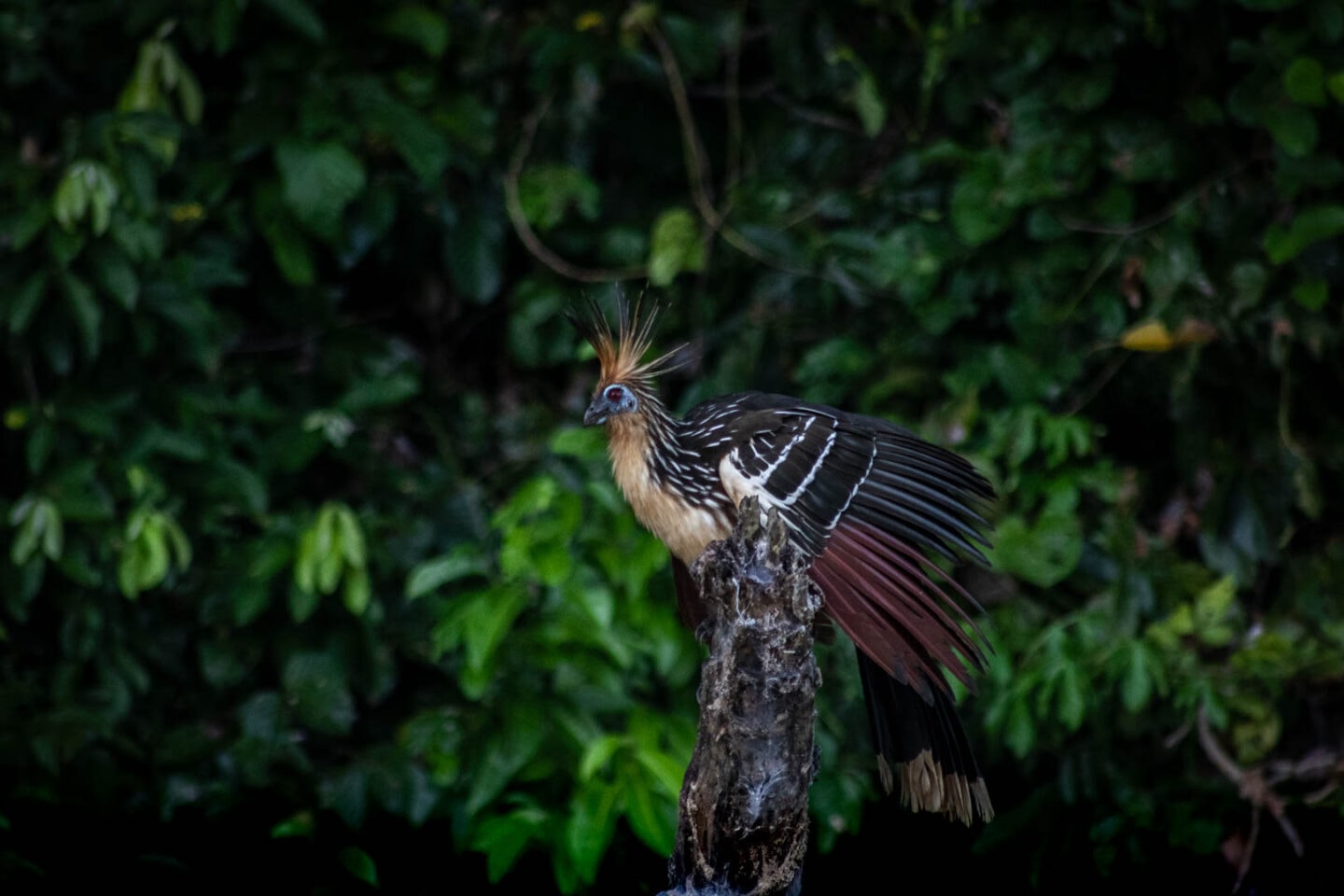 Stinky bird at Sandoval Lake, Peru