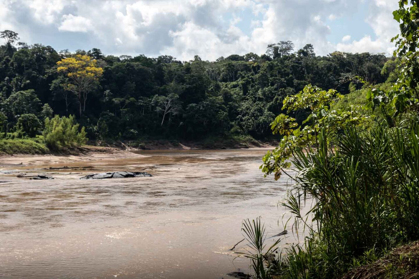 The Amazon Rainforest in Peru