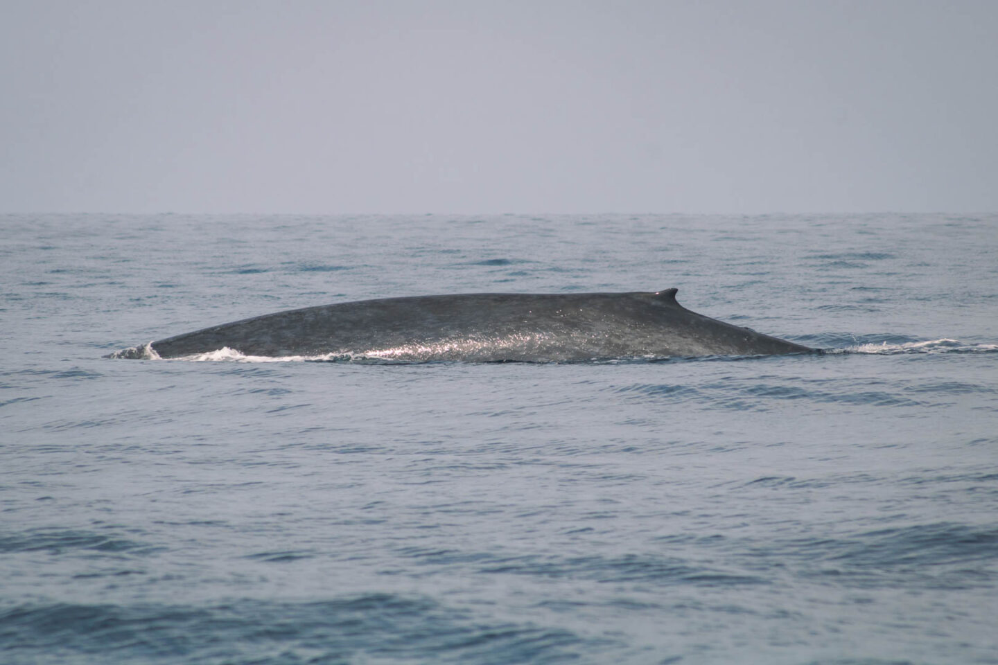 Blue whale in Mirissa, Sri Lanka