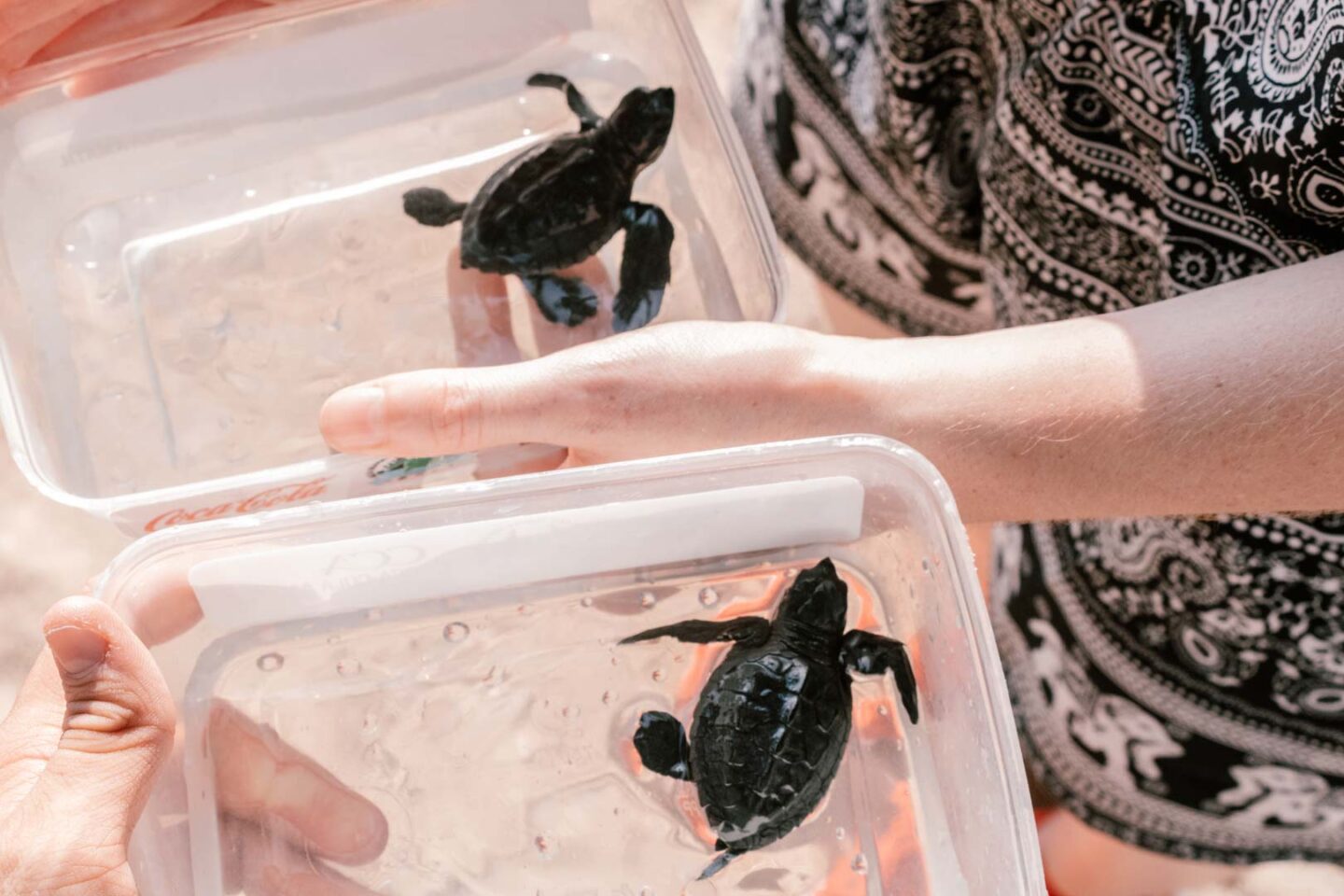 releasing sea turtles in Indonesia