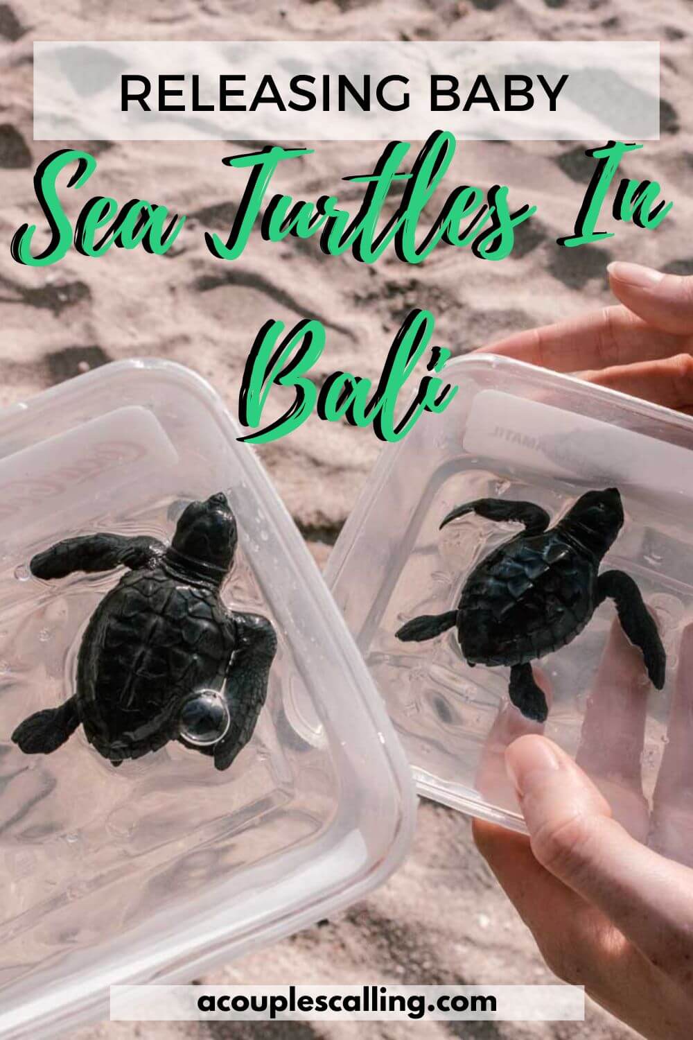 Releasing baby turtles in Bali