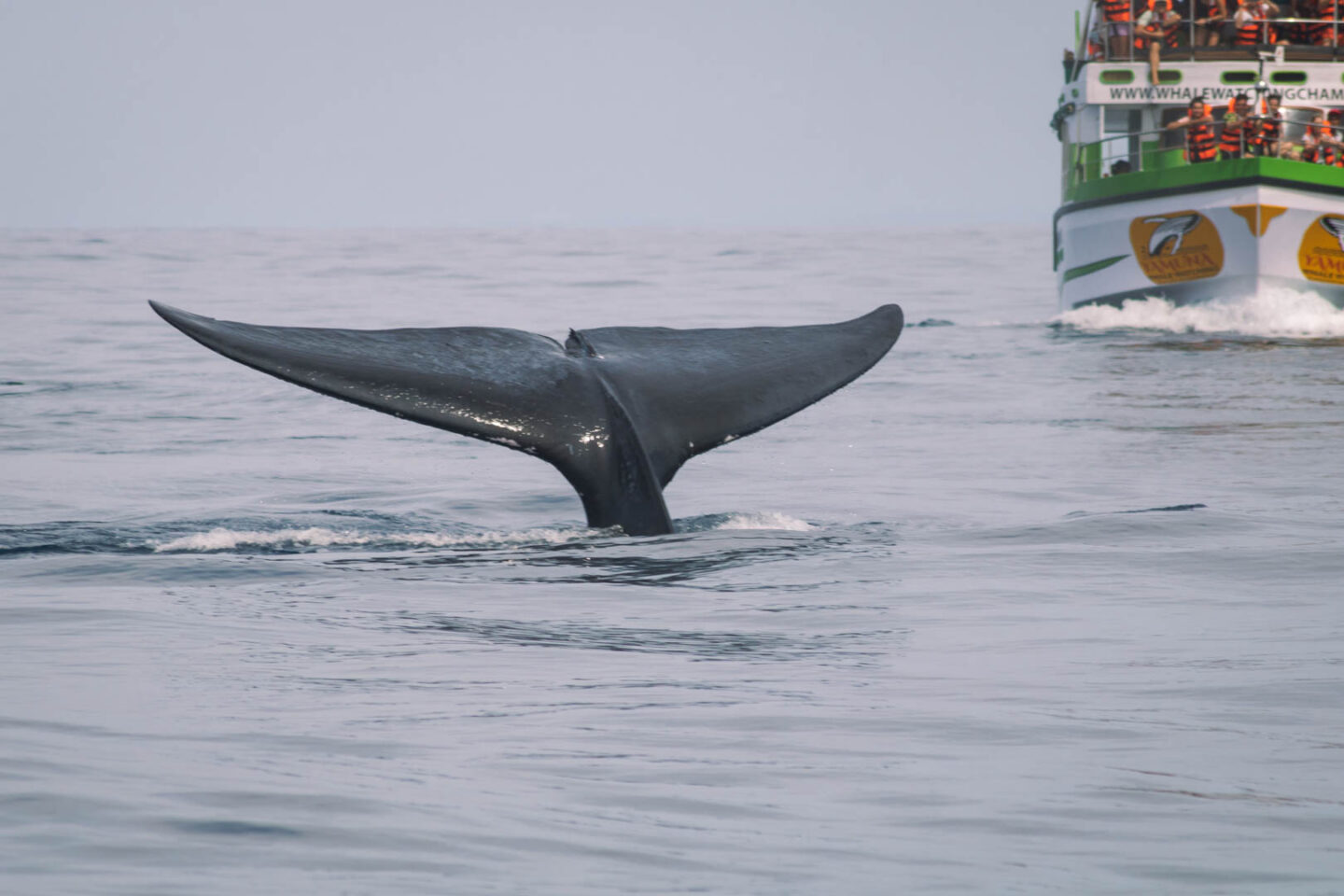 Blue Whale tail in Sri Lanka
