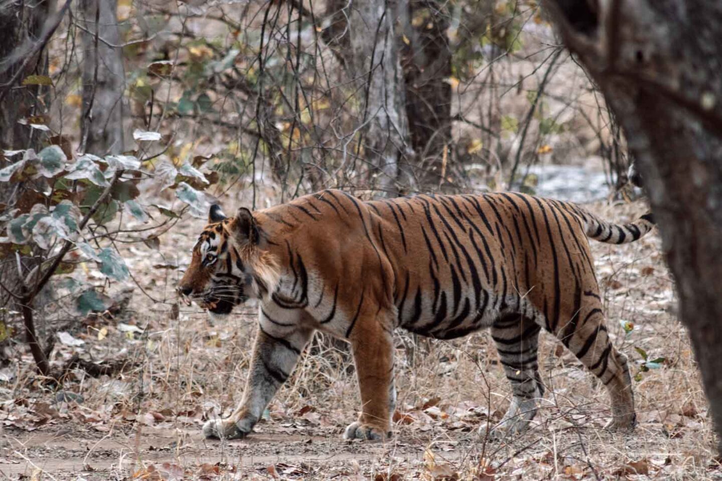 Wild tigers in Ranthambore National Park, India