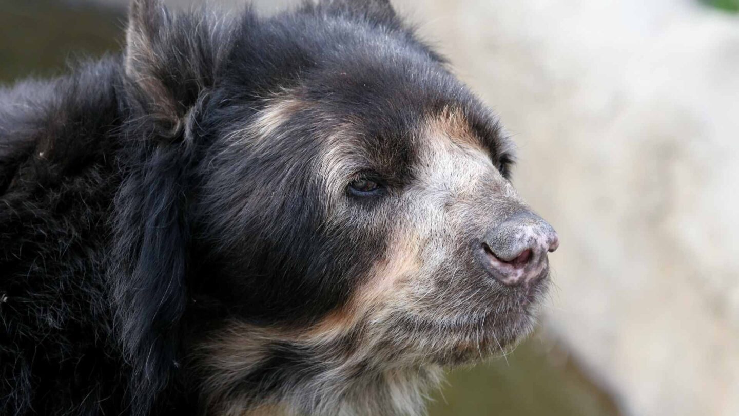Spectacled Bear in the Peruvian Andes