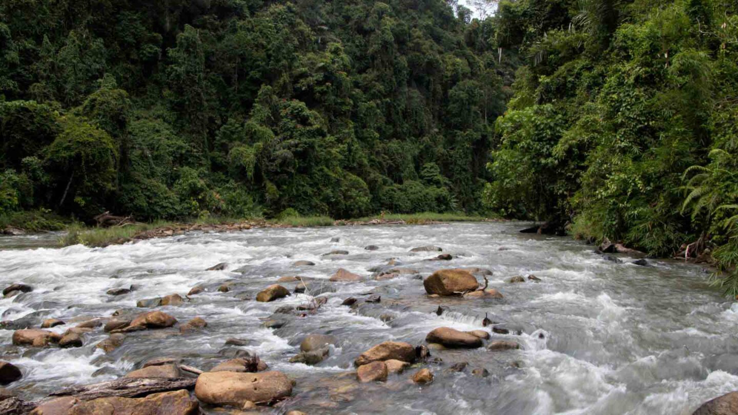 Bohorok River, Bukit Lawang jungle trek