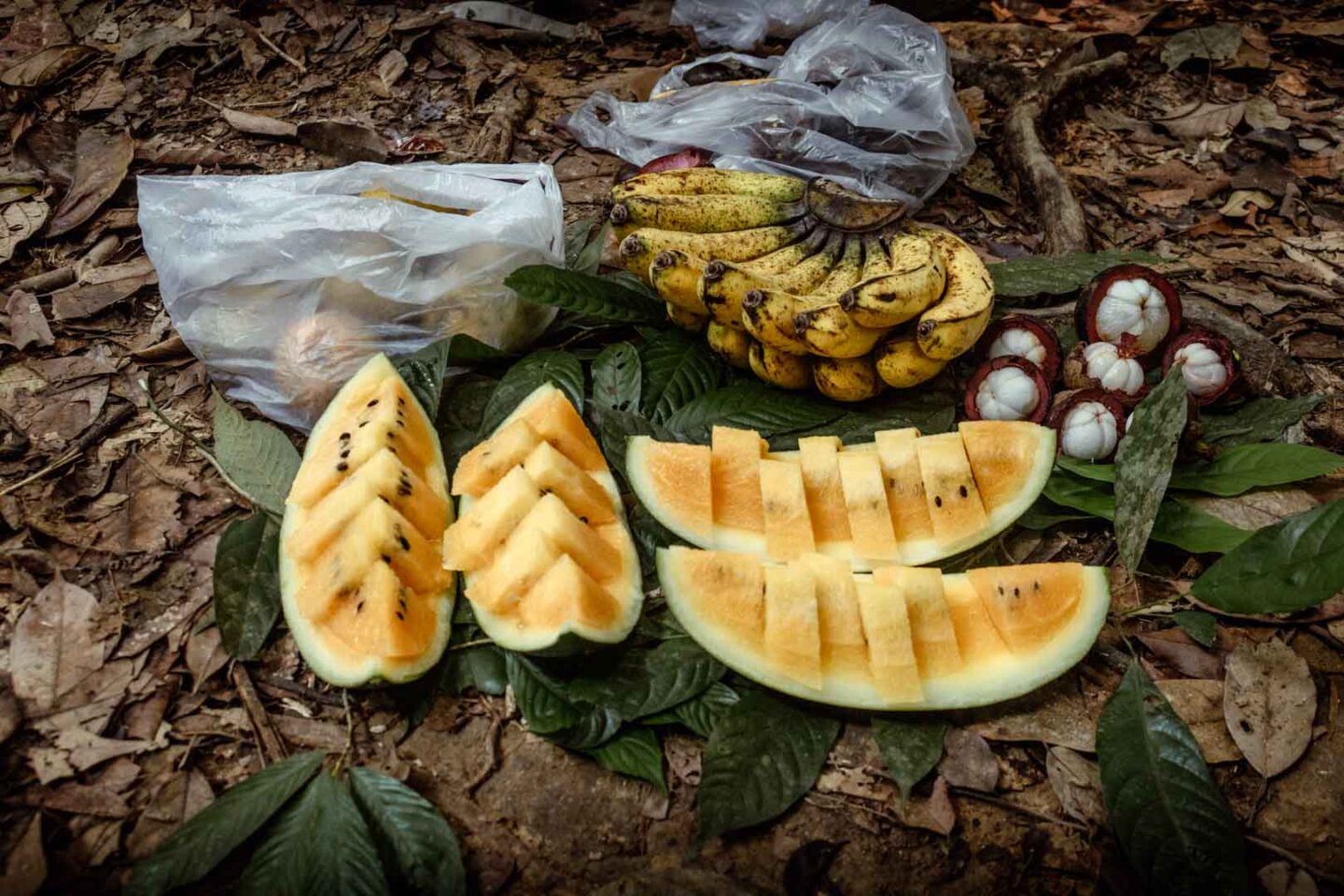 Eating fruit in Gunung Leuser National Park