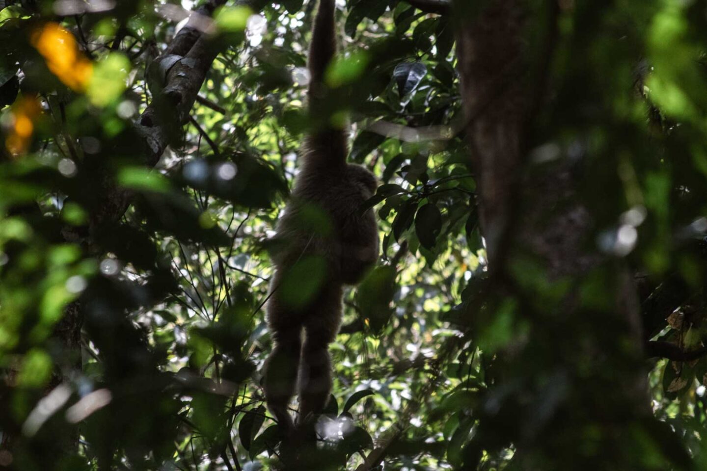 Gibbon hanging from a tree in Gunung Leuser National park