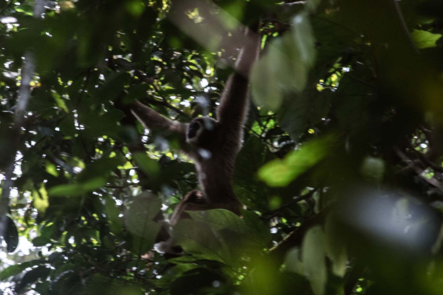 Gibbon swinging from a tree in Sumatra, Indonesia