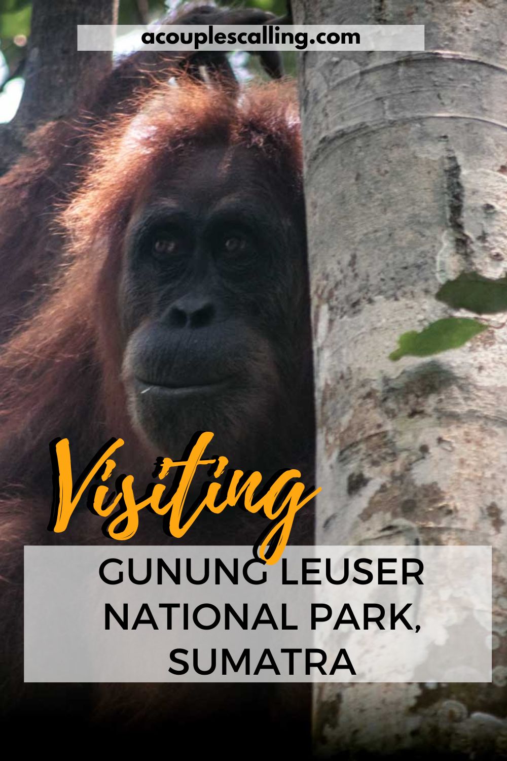 Visiting Gunung Leuser National Park