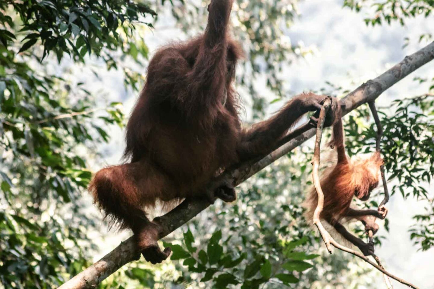 Mother and baby orangutan in Gunung Leuser National Park