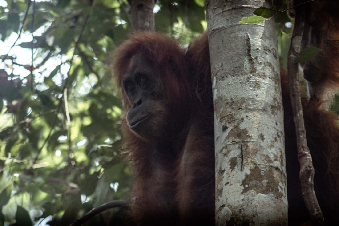 Female orangutan in Gunung Leuser National Park, Indonesia