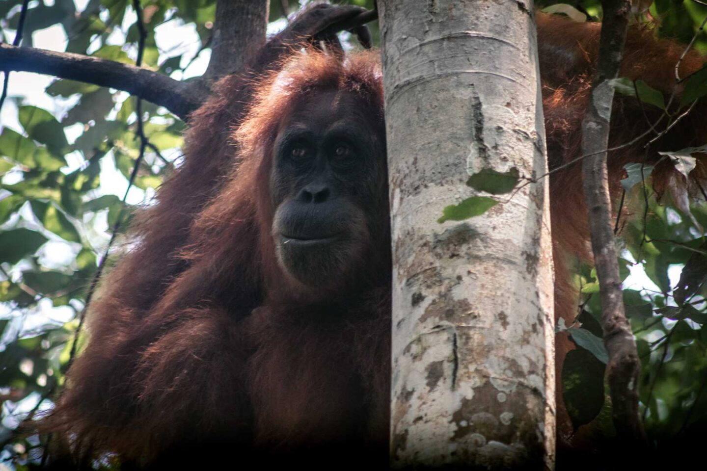 Orangutan in Gunung Leuser National Park. Things to do in Sumatra
