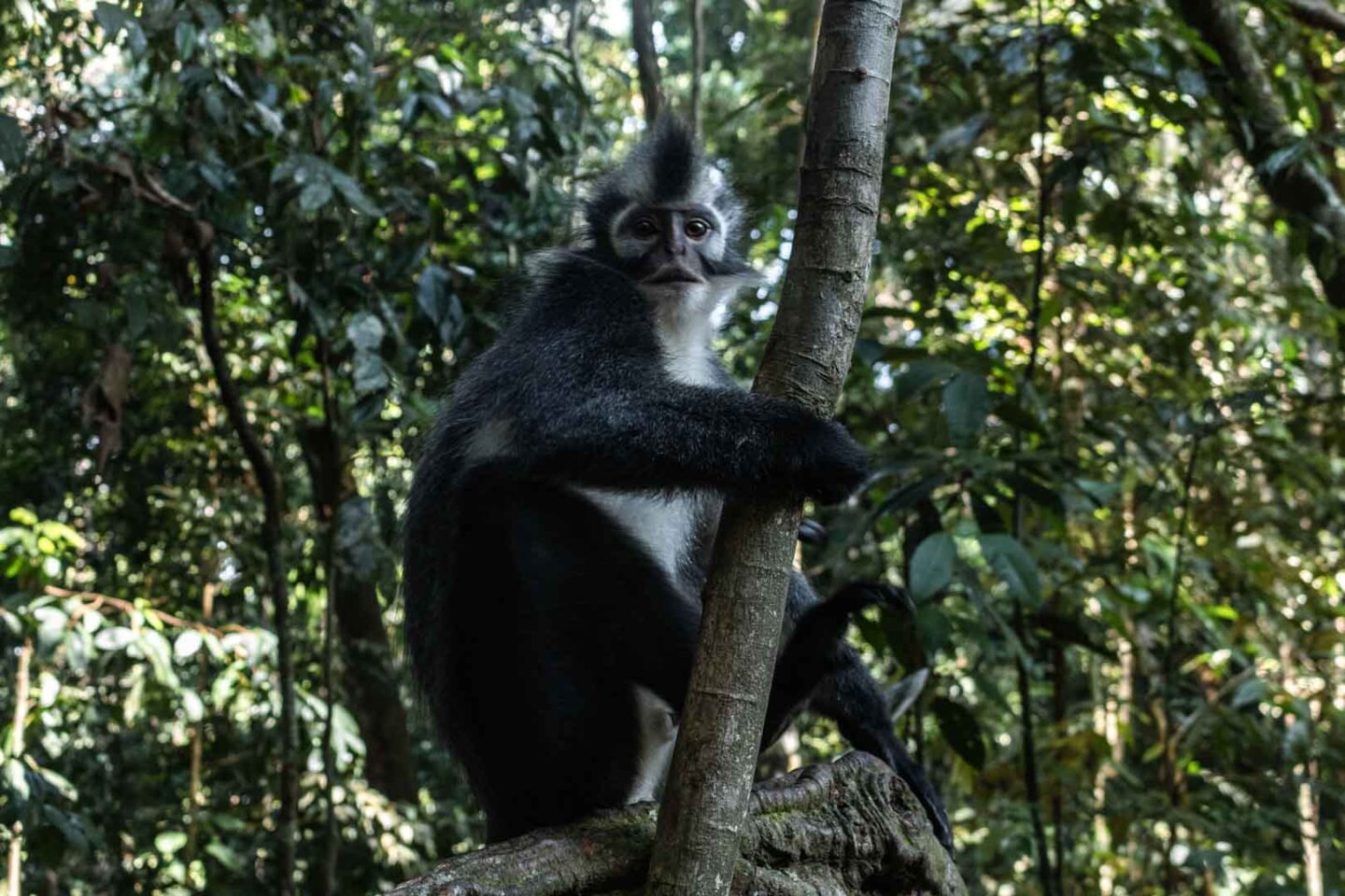 Thomas Leaf Monkey in Sumatra, Indonesia