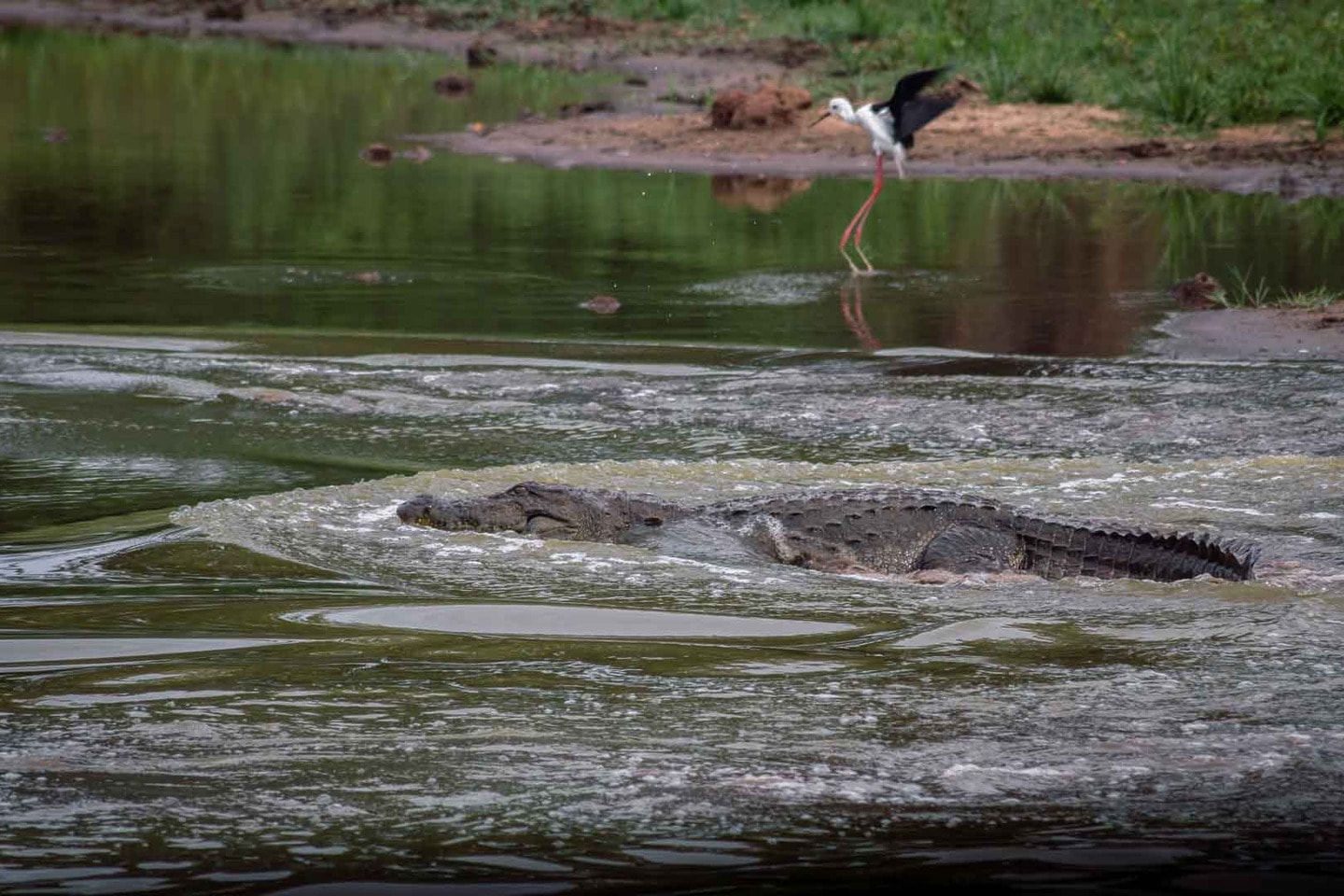 Crocodile in Udawalawe National Park, Sri Lanka