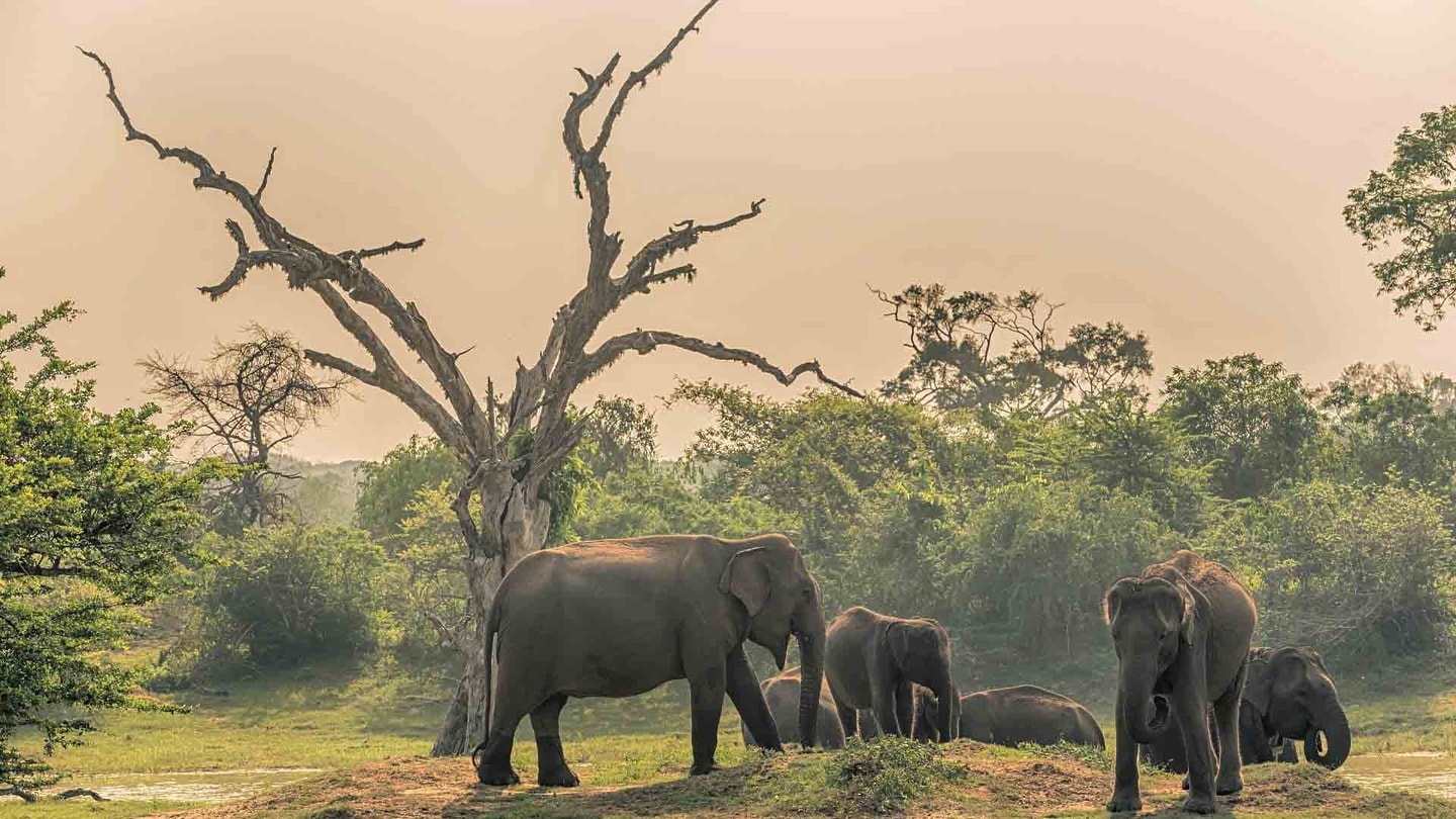 Elephants in Yala National Park