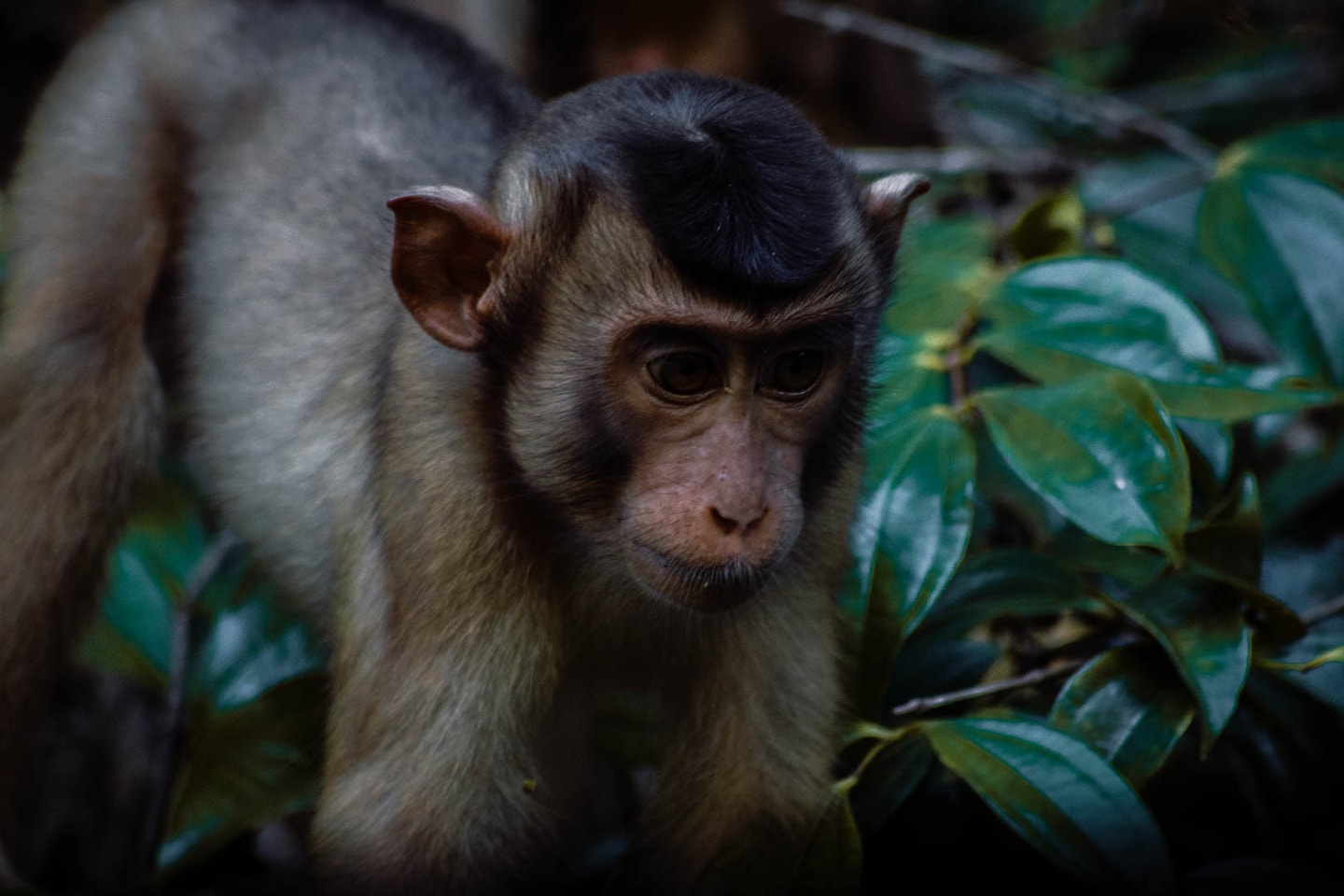 Pig tailed-macaque in Borneo