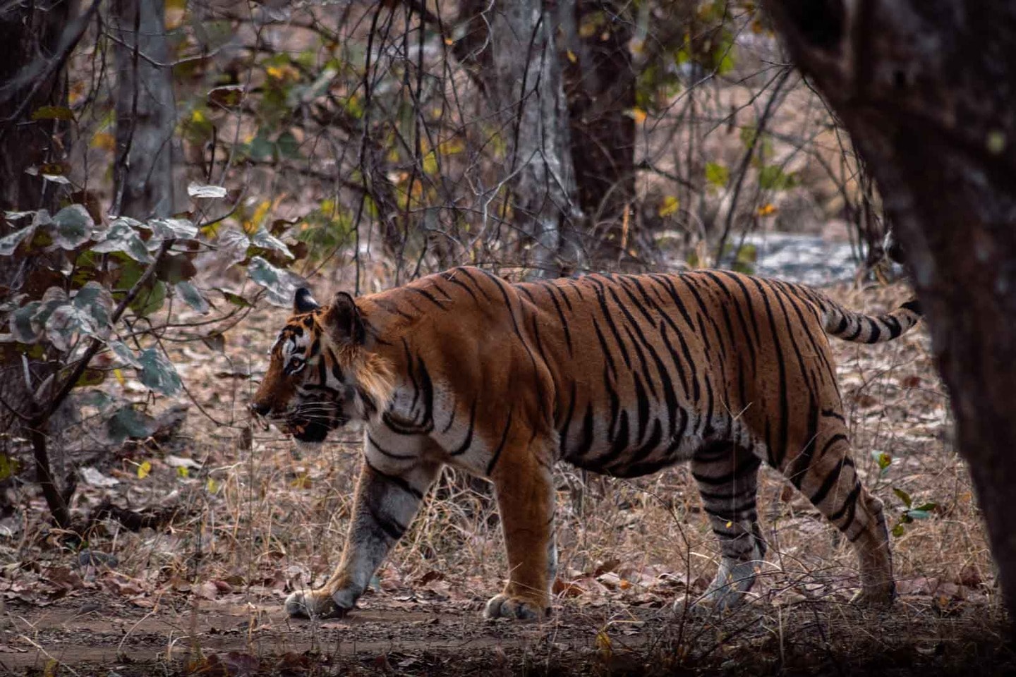 Tiger in Ranthambore National Park, India