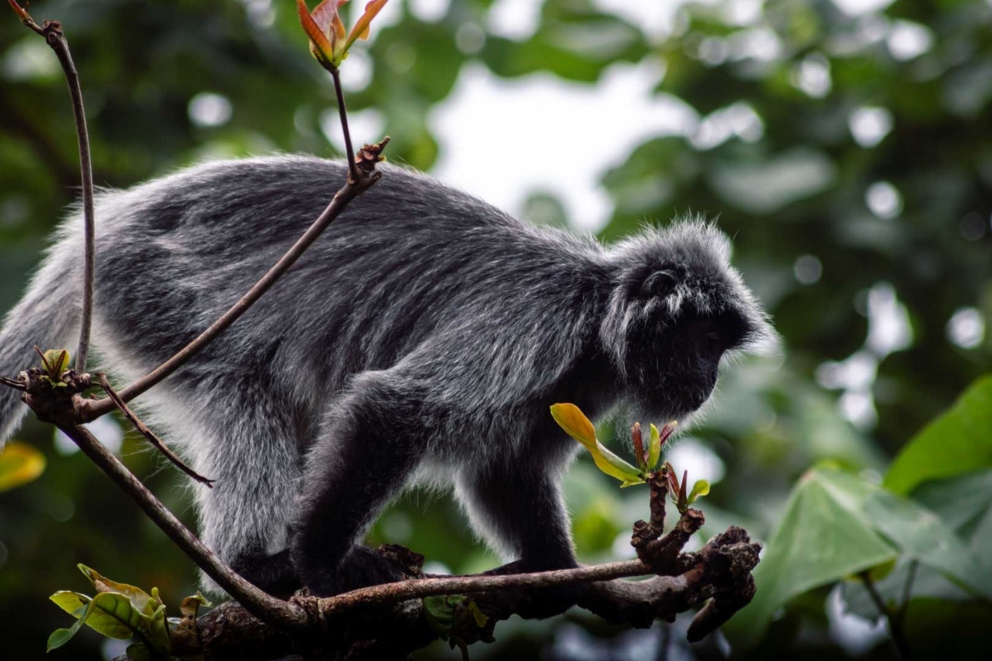 Silver Leaf Monkey in Borneo