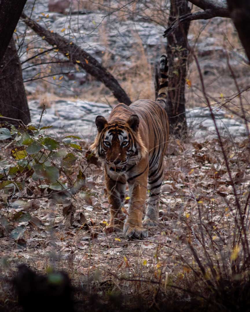 Wild tiger in India, National parks in Asia