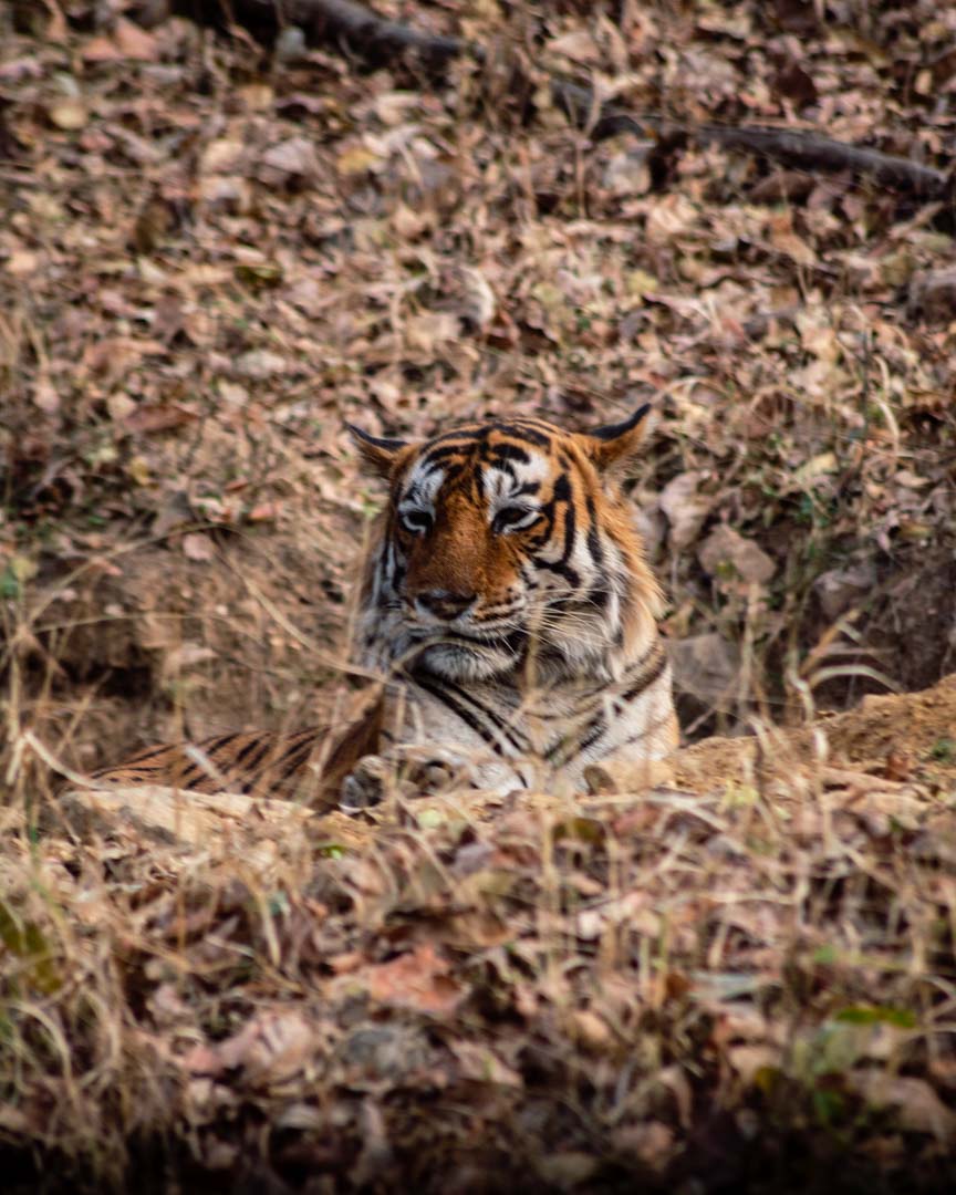 Ranthambore National Park, National parks in Asia