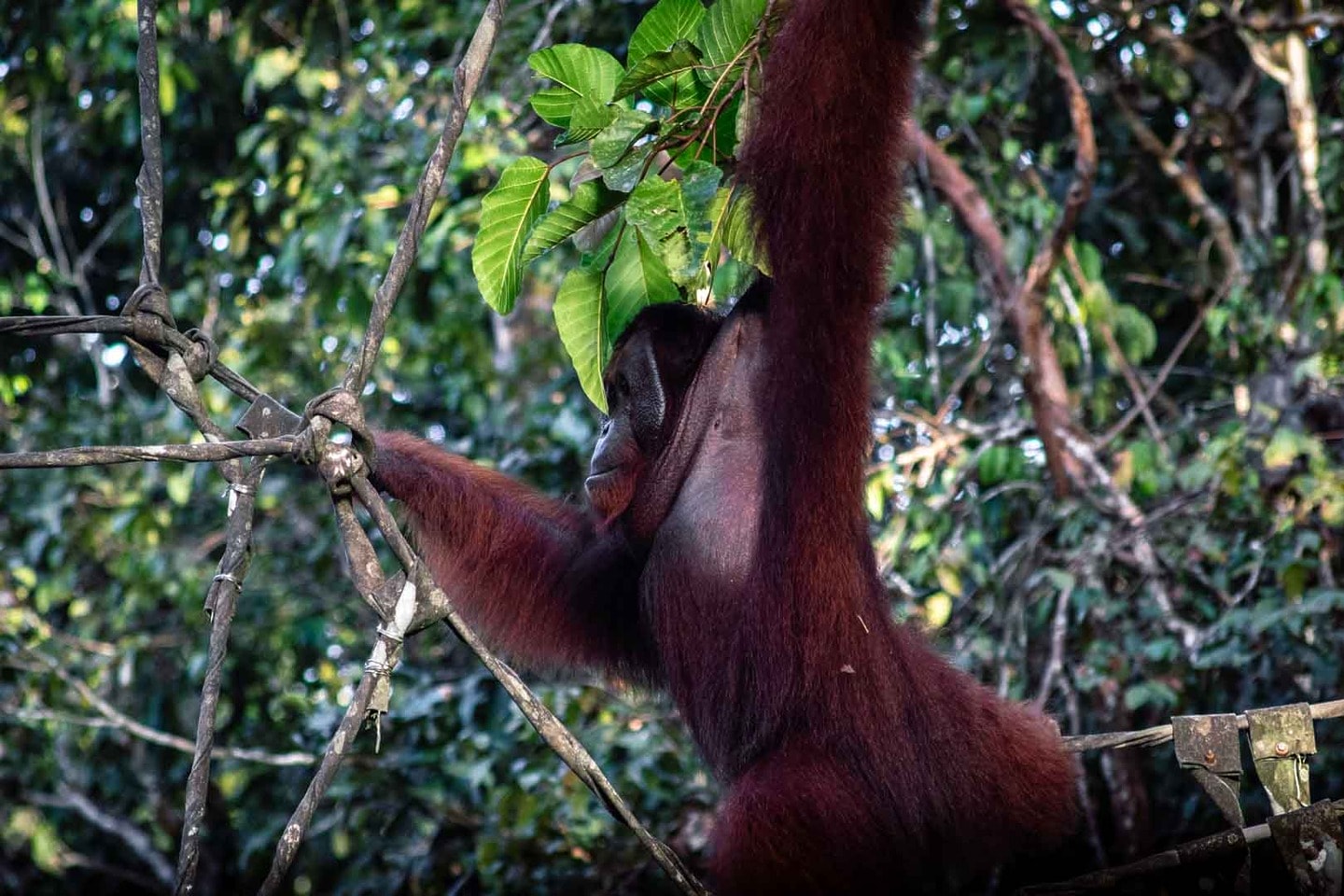 Wild orangutan in Borneo, National parks in Asia