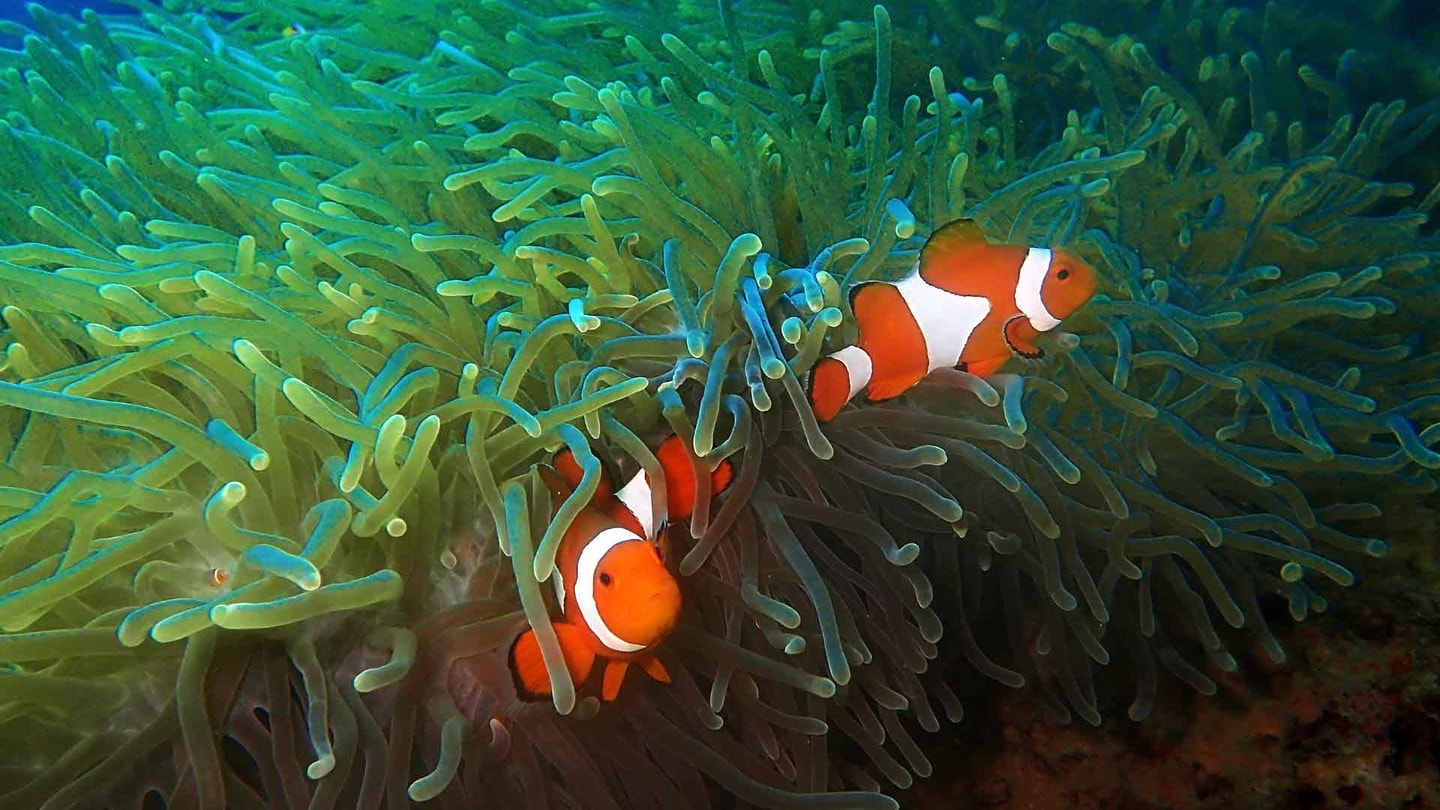 Clownfish on a snorkeling trip in Sipidan