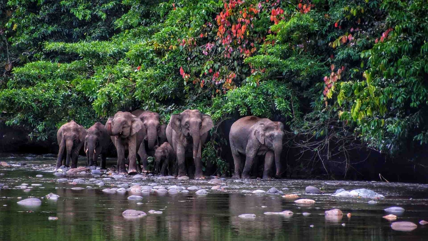 Herd of elephants in Danum Valley, Borneo