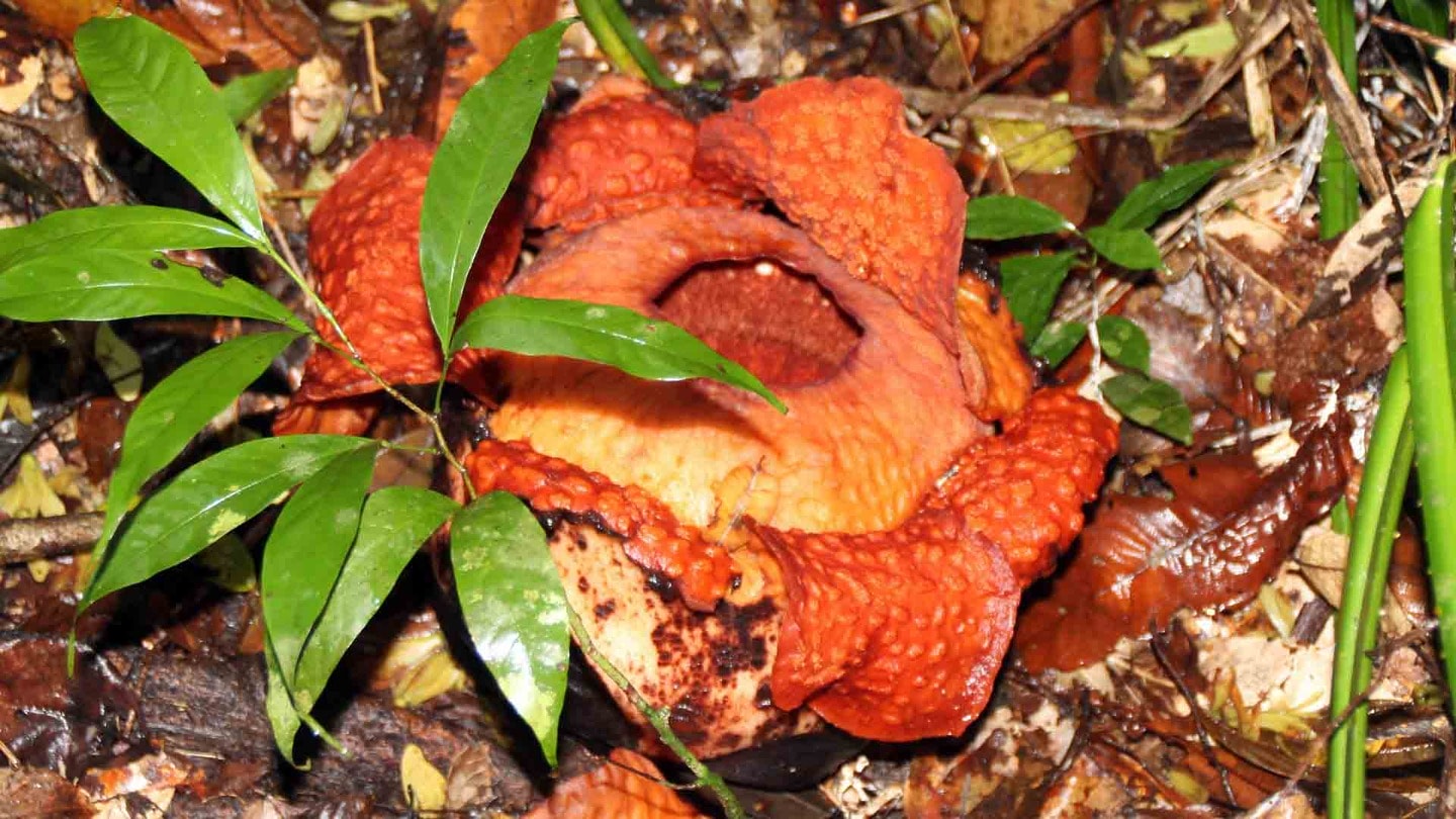 A Rafflesia flower in Gunung Gading National Park