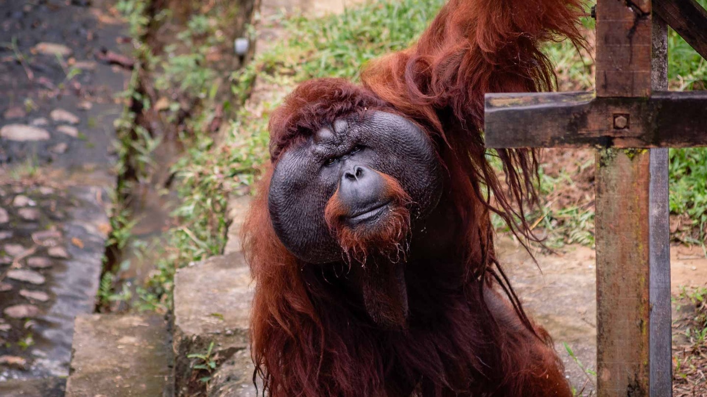 Male orangutan in Matang Wildlife Centre, Borneo