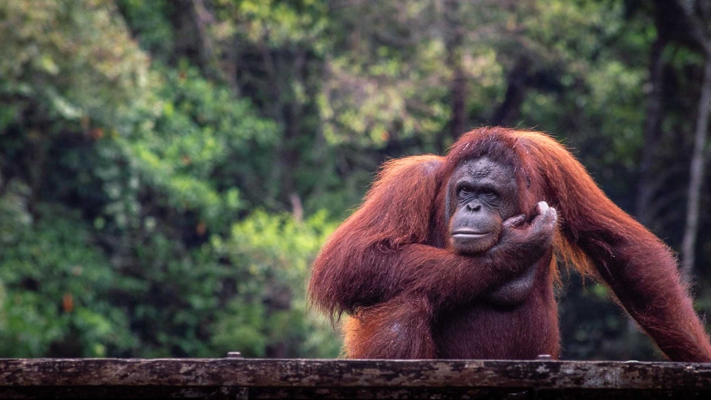 Orangutan in Matang Wildlife Centre, Borneo