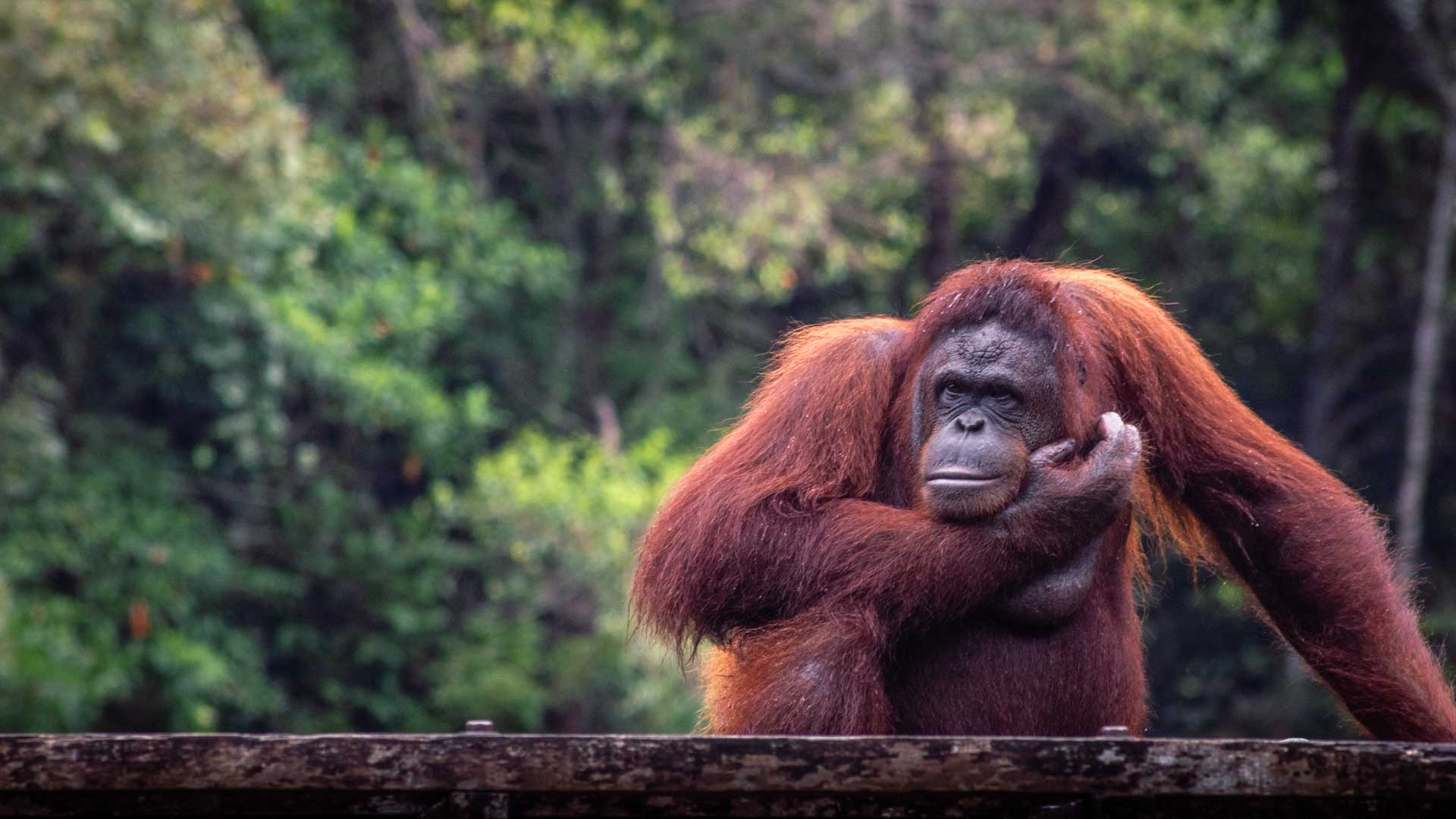 Orangutan in Matang Wildlife Centre