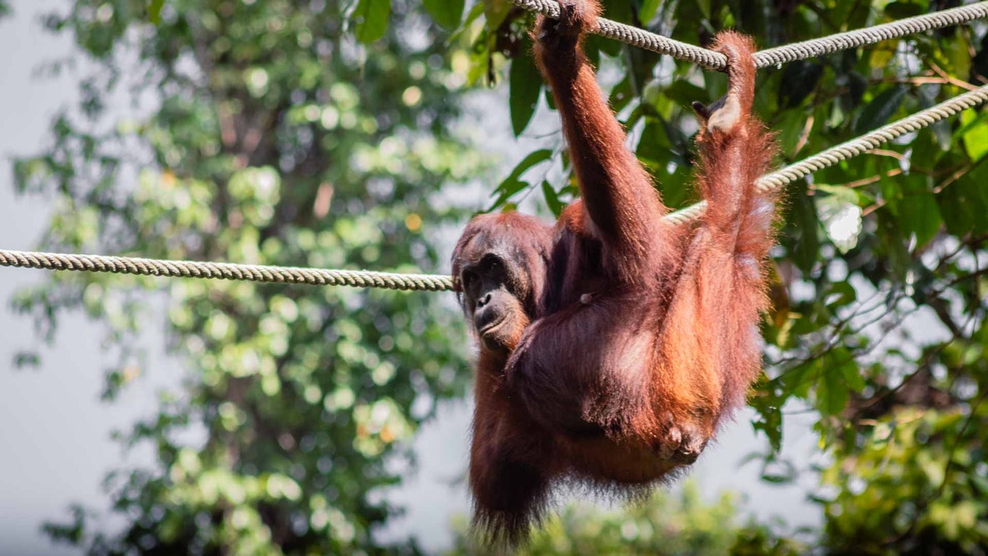 Orangutan in Sepilok Rehabilitation Centre