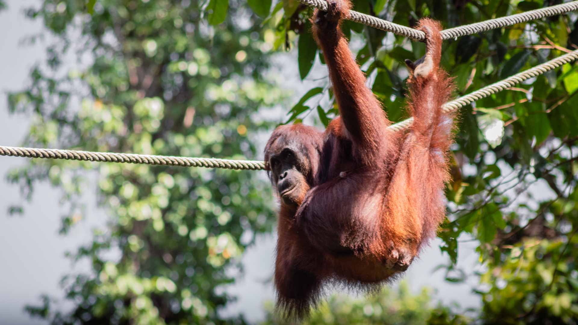 The 7 Best Things To Do In Sepilok, Borneo