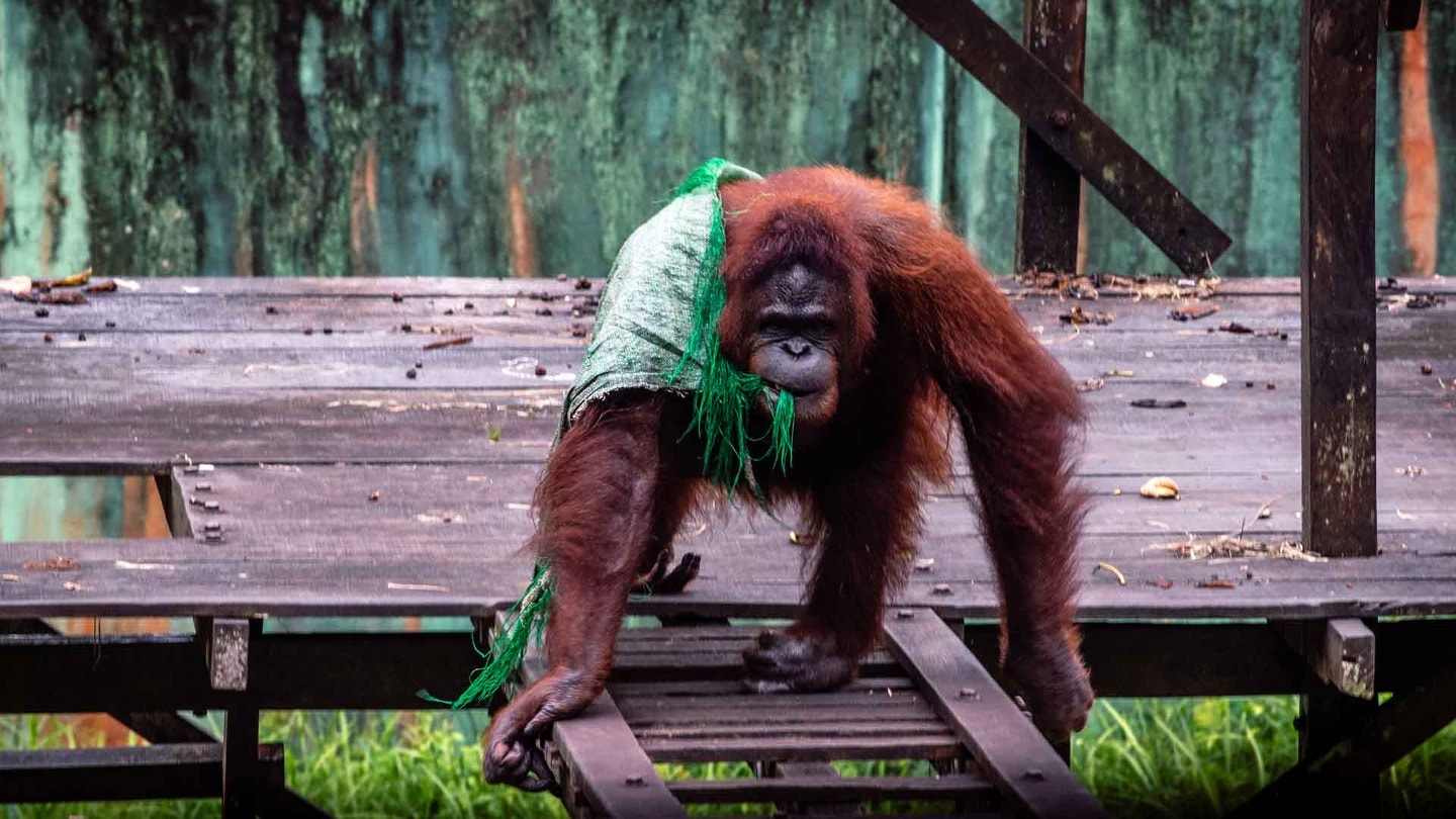 Orangutan in Sepilok Rehabilitation Centre