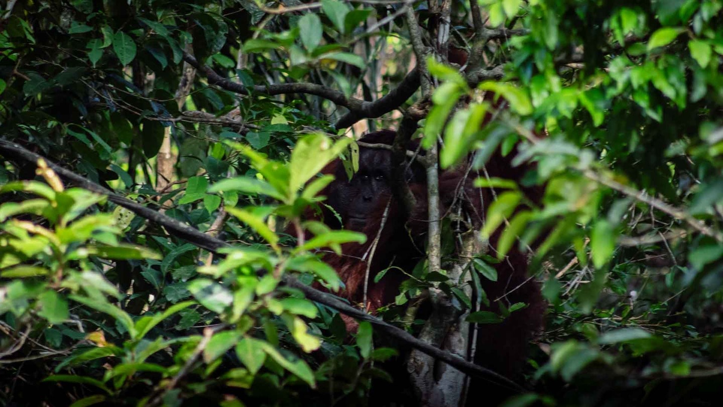 Male orangutan in the Bornean rainforest