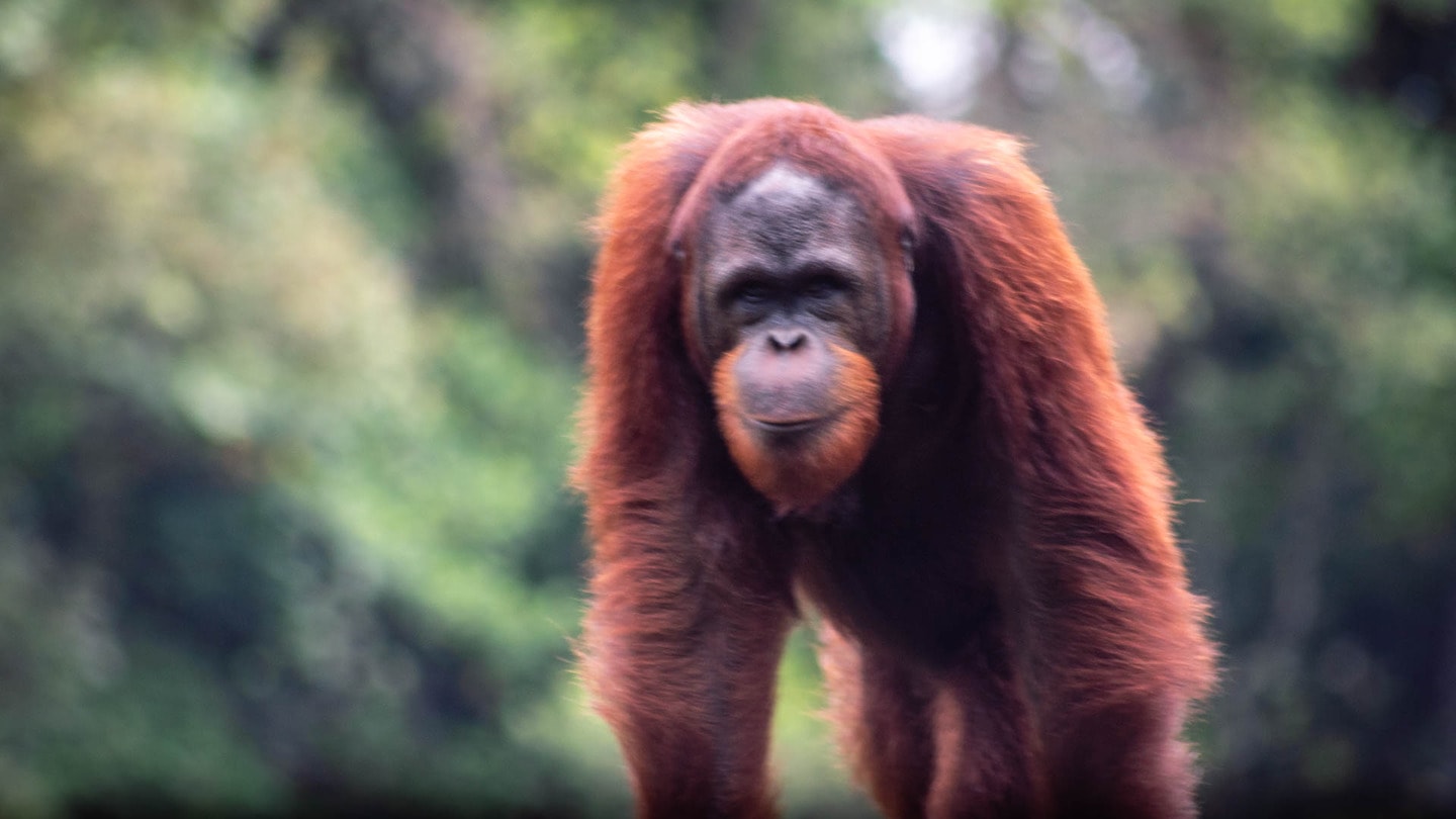 Orangutans in Matang Wildlife Centre