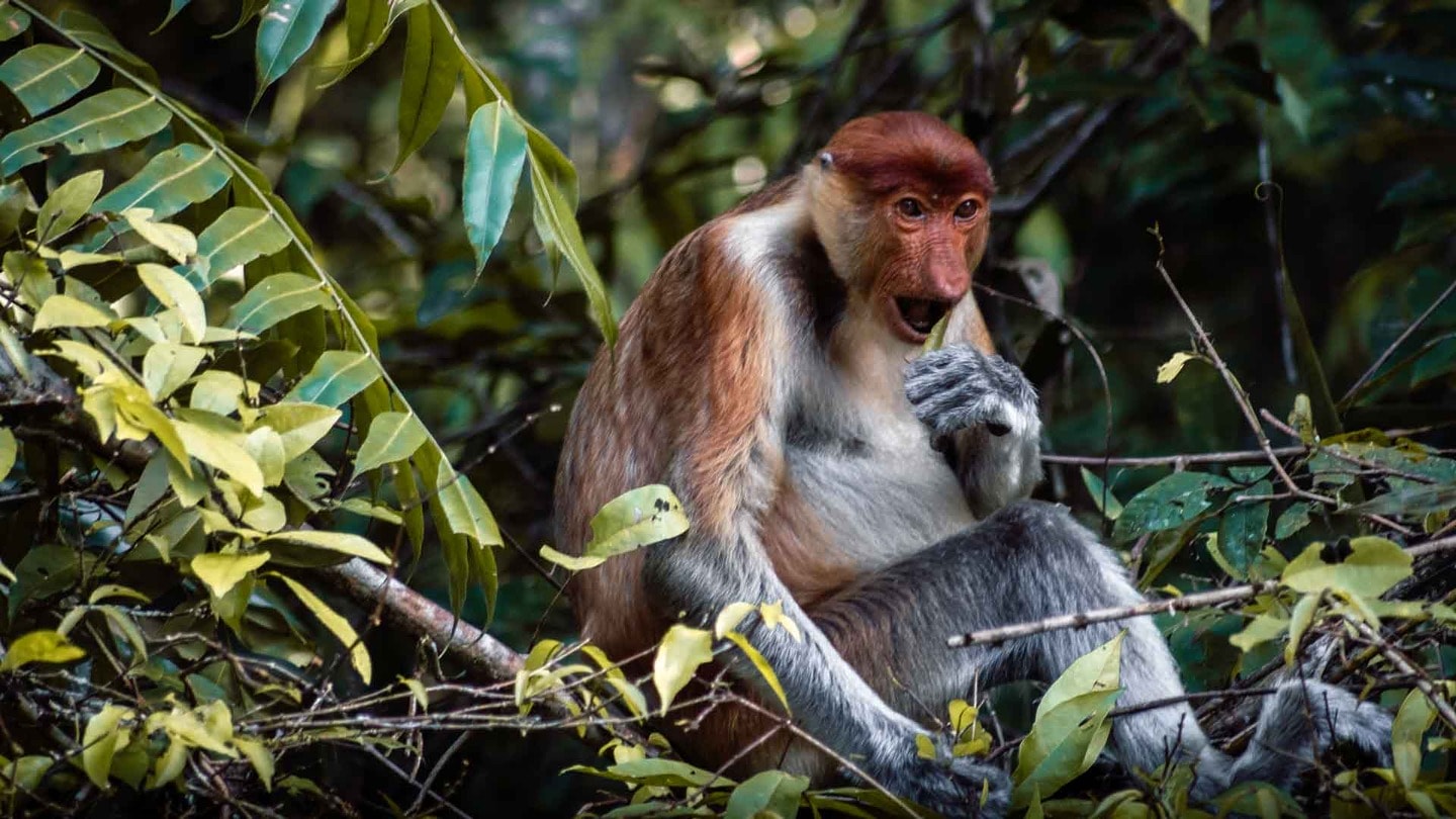 Proboscis monkey on the Kinabatangan River in Borneo