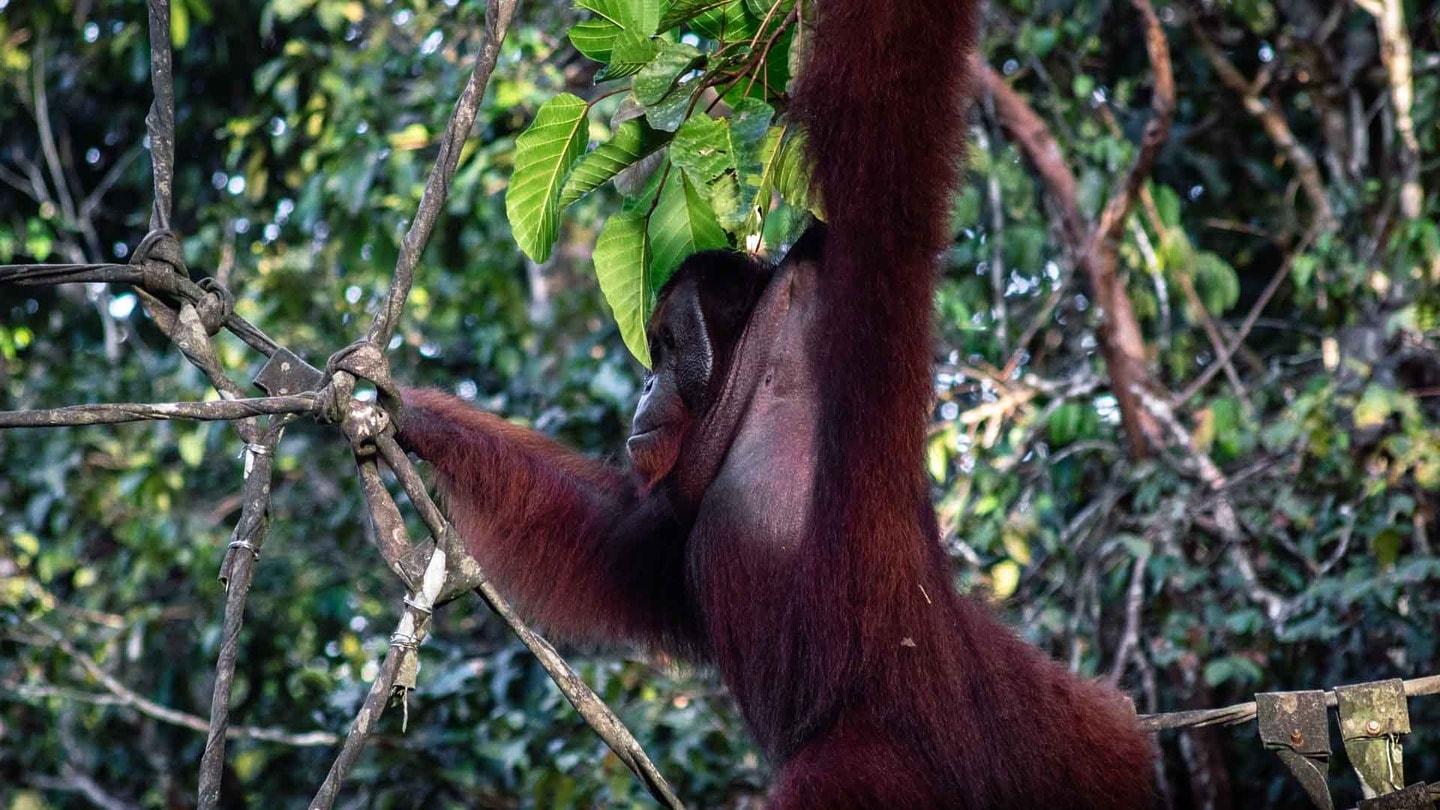 Orangutan in Bornean rainforest