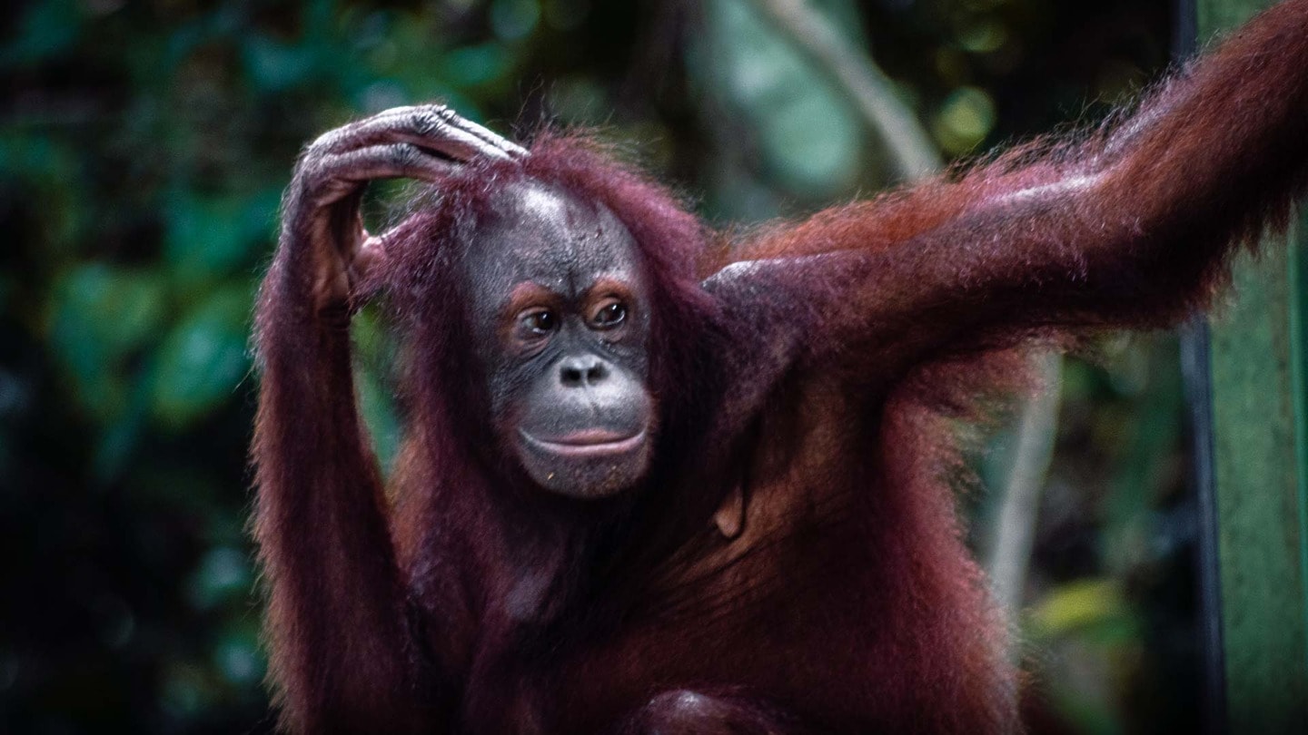 Orangutan in Sepilok Orangutan Rehabilitation Centre