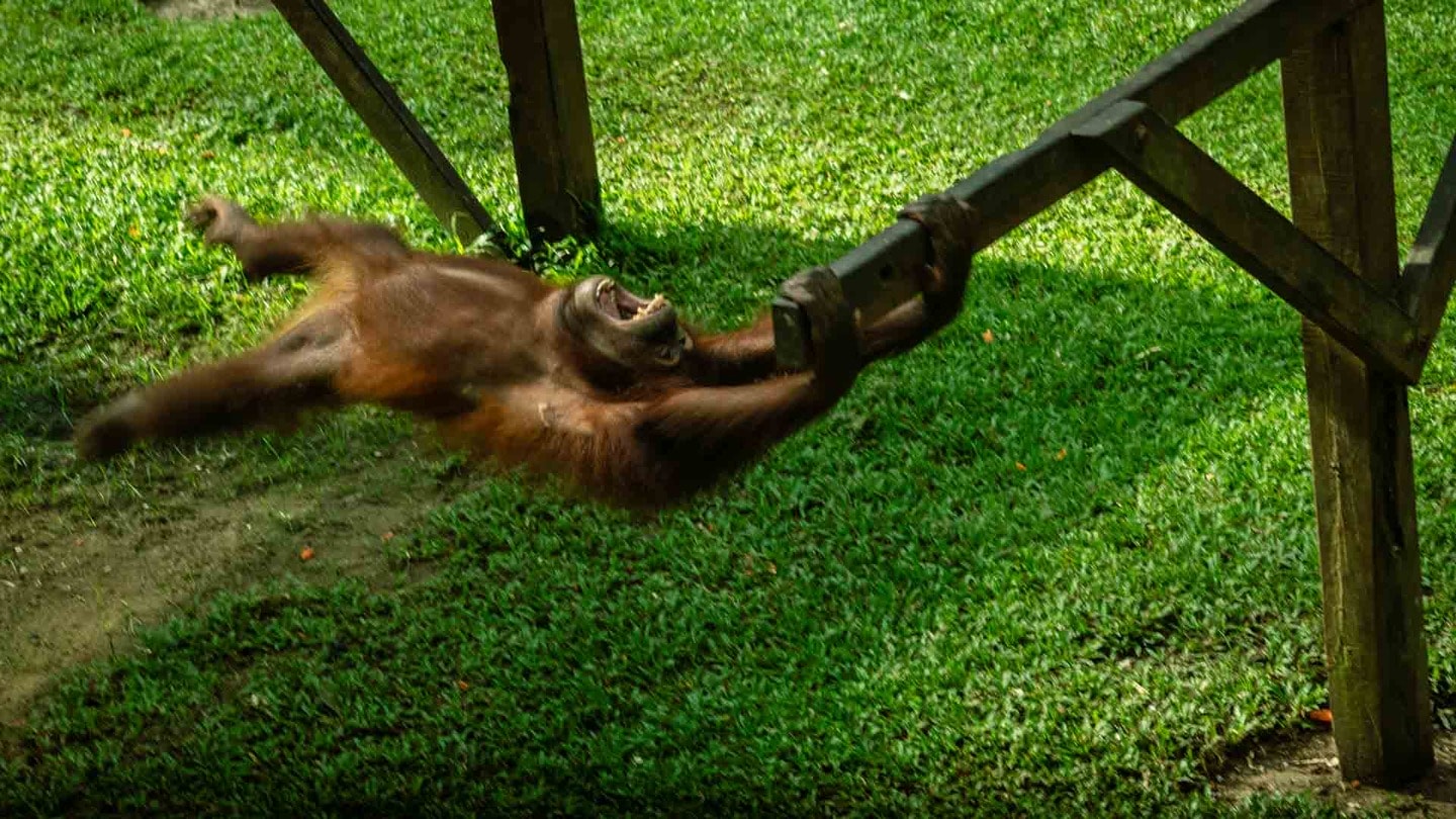 Orangutan swinging in Sepilok