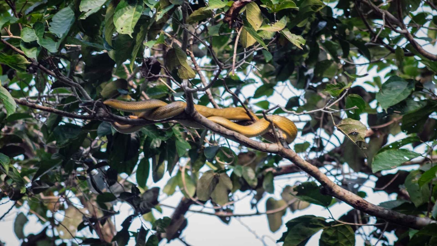 Snake in Kinabatangan Wildlife Sanctuary, Borneo