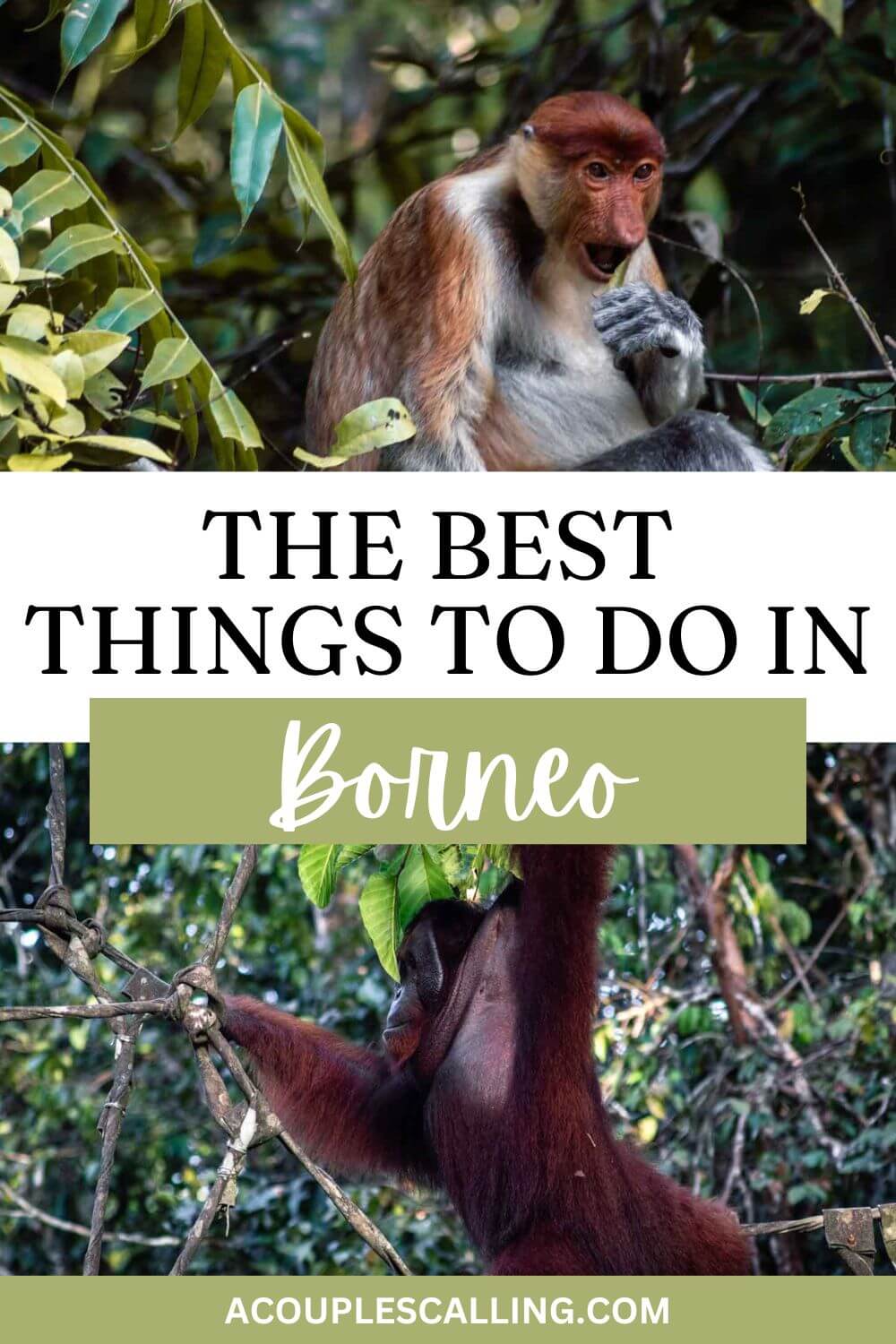Things to do in Borneo