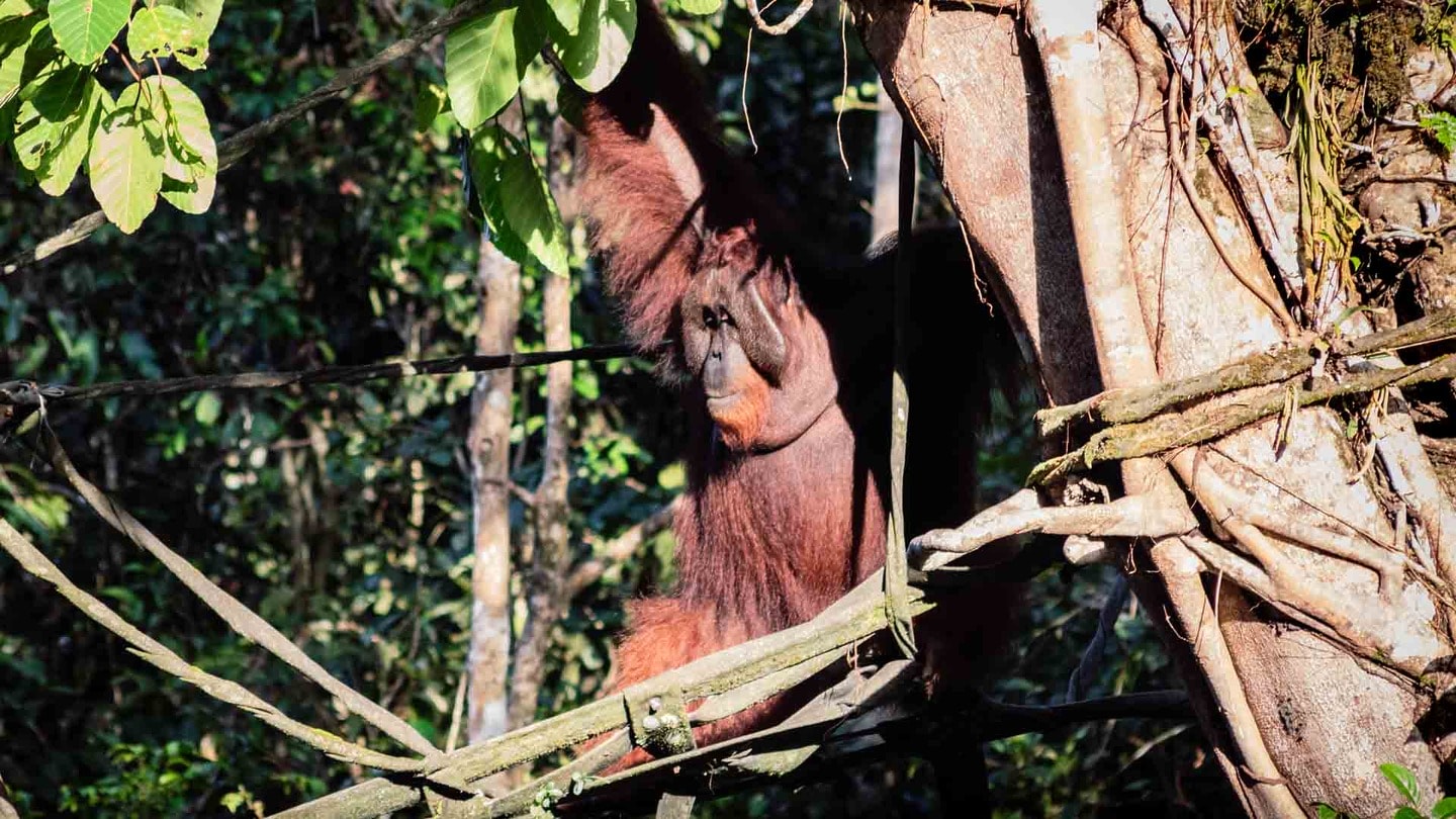 Wild orangutan above the Kinabatangan River