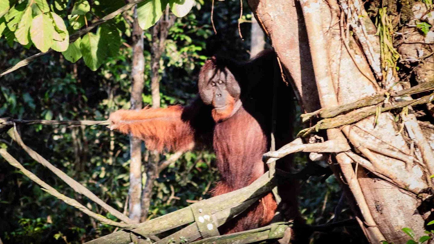 Wild orangutan in a rainforest