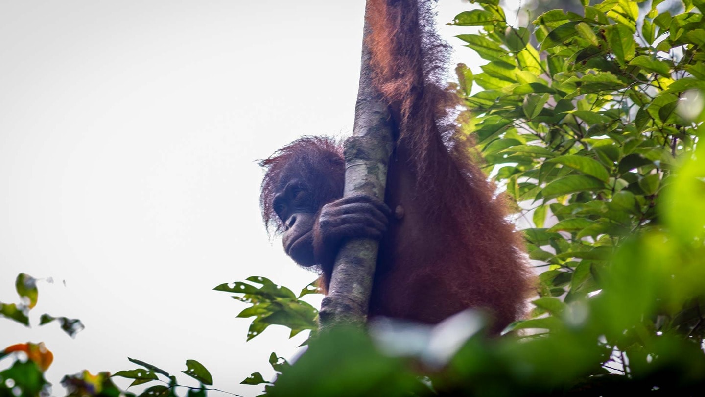 Orangutan watching, things to do in Sepilok