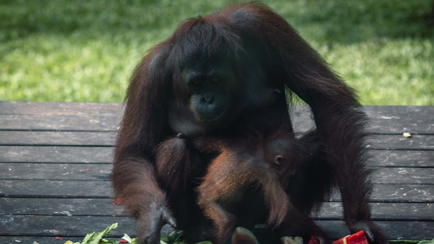 Orangutan mother and baby in Sepilok, Borneo