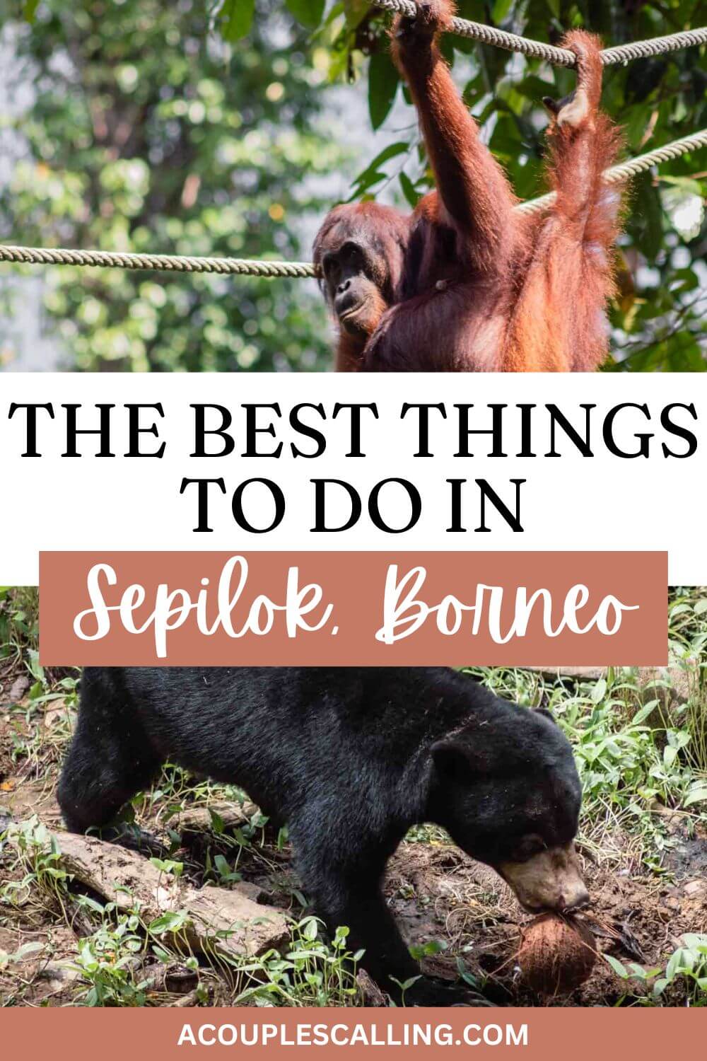 Things to do in Sepilok